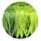 Gazon หญ้าเทียม De Fotbal En-Gros หญ้าเทียมฟุตบอลหญ้าสังเคราะห์ ผู้ผลิต