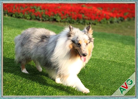 จีน การติดตั้งสนามหญ้าเทียมสำหรับสัตว์เลี้ยงสุนัขทน UV / หญ้าสังเคราะห์เป็นมิตรกับสิ่งแวดล้อม ผู้ผลิต