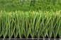 FIFA Turf Football Grass 40mm Football Turf หญ้าเทียม Soccer ผู้ผลิต